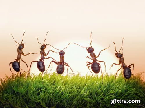 Ant Tales 2 - Conceptual Photo Art 25xJPG Ant Tales 2 - Conceptual Photo Art 25xJPG