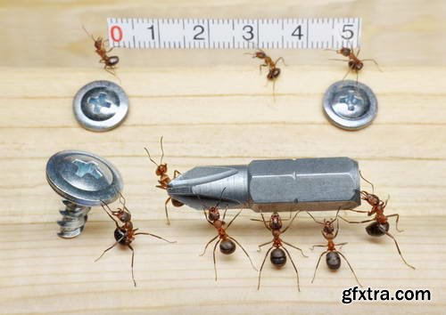 Ant Tales 2 - Conceptual Photo Art 25xJPG Ant Tales 2 - Conceptual Photo Art 25xJPG