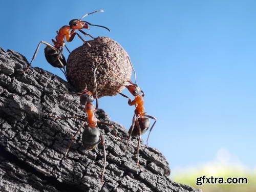 Ant Tales 2 - Conceptual Photo Art 25xJPG Ant Tales 2 - Conceptual Photo Art 25xJPG