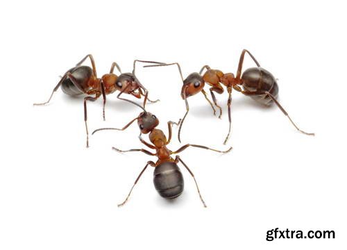 Ant Tales 2 - Conceptual Photo Art 25xJPG Ant Tales 2 - Conceptual Photo Art 25xJPG