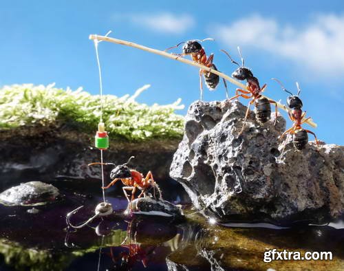 Ant Tales 2 - Conceptual Photo Art 25xJPG Ant Tales 2 - Conceptual Photo Art 25xJPG