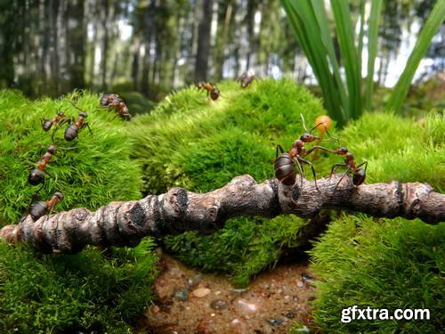 Ant Tales 2 - Conceptual Photo Art 25xJPG Ant Tales 2 - Conceptual Photo Art 25xJPG