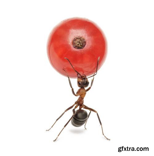 Ant Tales 2 - Conceptual Photo Art 25xJPG Ant Tales 2 - Conceptual Photo Art 25xJPG