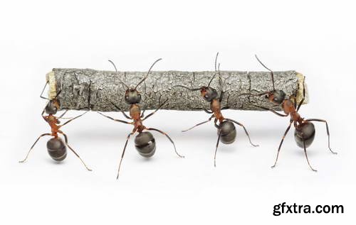 Ant Tales 2 - Conceptual Photo Art 25xJPG Ant Tales 2 - Conceptual Photo Art 25xJPG