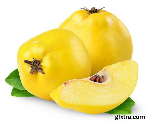 Quince Vectors &amp; Photos 9xEPS, 16xJPG