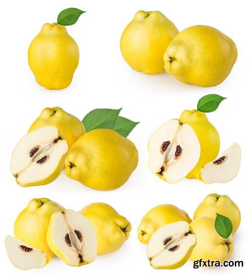 Quince Vectors &amp; Photos 9xEPS, 16xJPG