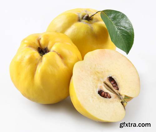 Quince Vectors &amp; Photos 9xEPS, 16xJPG