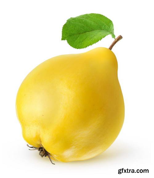 Quince Vectors &amp; Photos 9xEPS, 16xJPG