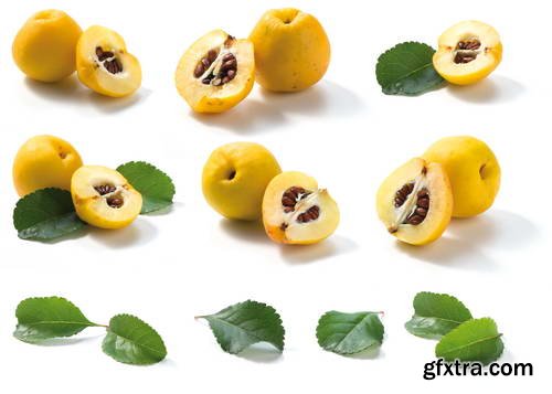 Quince Vectors &amp; Photos 9xEPS, 16xJPG