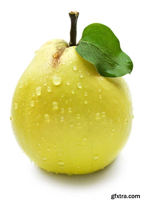 Quince Vectors &amp; Photos 9xEPS, 16xJPG