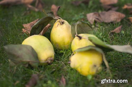 Quince Vectors &amp; Photos 9xEPS, 16xJPG