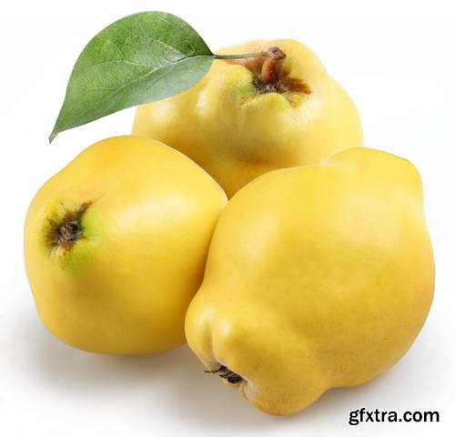 Quince Vectors &amp; Photos 9xEPS, 16xJPG