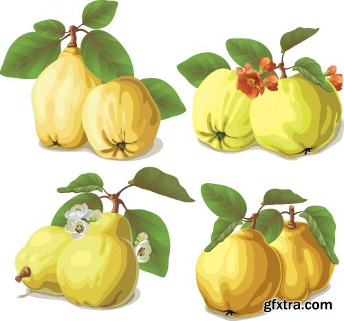 Quince Vectors &amp; Photos 9xEPS, 16xJPG