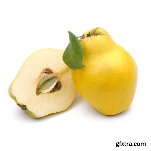 Quince Vectors &amp; Photos 9xEPS, 16xJPG