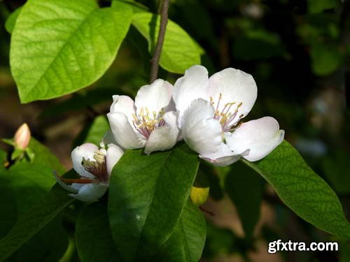 Quince Vectors &amp; Photos 9xEPS, 16xJPG