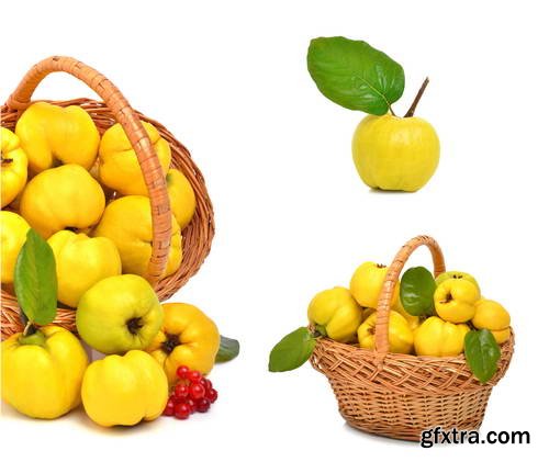 Quince Vectors &amp; Photos 9xEPS, 16xJPG