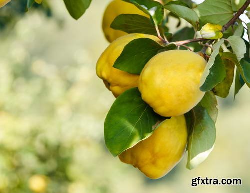 Quince Vectors &amp; Photos 9xEPS, 16xJPG