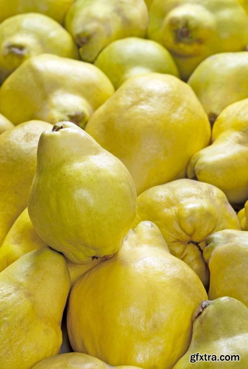 Quince Vectors &amp; Photos 9xEPS, 16xJPG