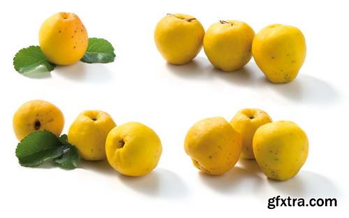 Quince Vectors &amp; Photos 9xEPS, 16xJPG