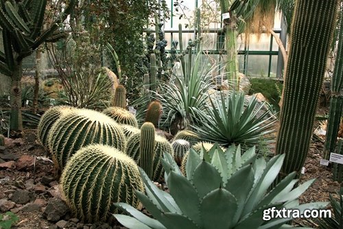 Collection of plants for landscaping 25 UHQ Jpeg