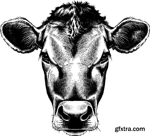 Cow Logos &amp; Designs 25xEPS