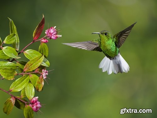 Collection of beautiful birds colibri 25 UHQ Jpeg