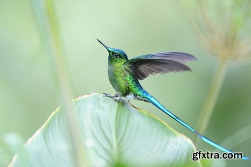 Collection of beautiful birds colibri 25 UHQ Jpeg
