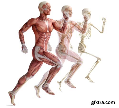 Anatomy of Human Body - 25x JPEGs
