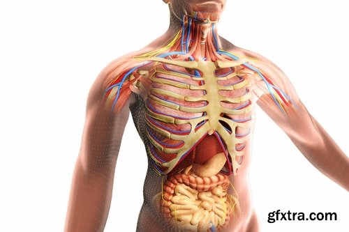 Collection 3d anatomy people 25 HQ Jpeg