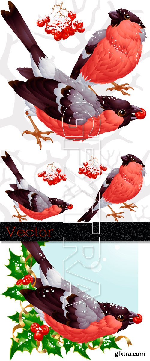 Winter birds in Vector - Bullfinches and clusters of a mountain ash