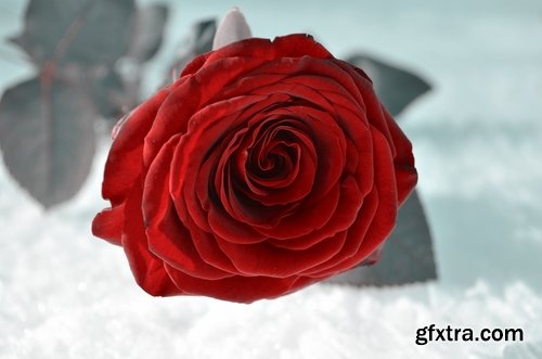 Collection of images of roses in the snow 25 HQ Jpeg