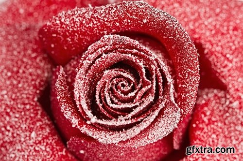 Collection of images of roses in the snow 25 HQ Jpeg