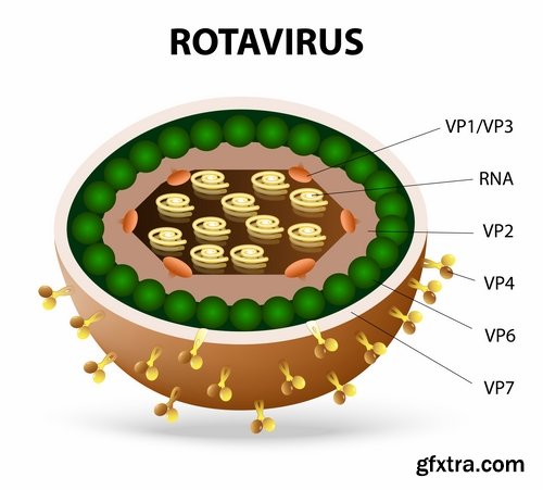 Collection of different vector picture virus 25 Eps