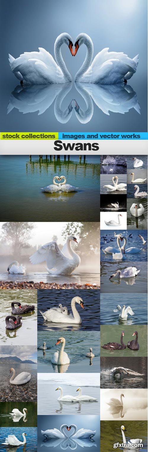 Swans, 25 x UHQ JPEG Swans, 25 x UHQ JPEG
