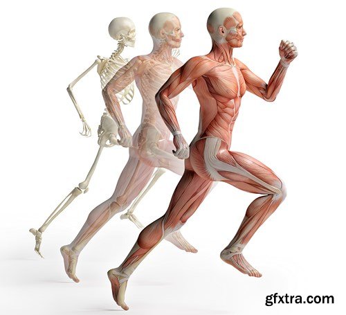 Human Muscles Anatomy - Stock Images, 26xUHQ JPEG