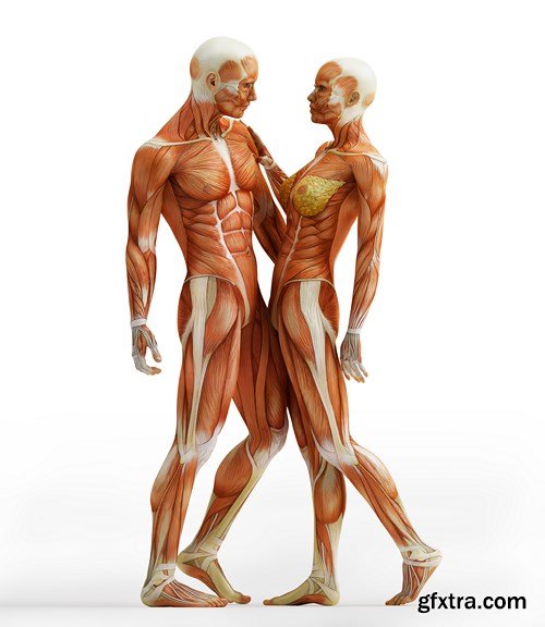 Human Muscles Anatomy - Stock Images, 26xUHQ JPEG