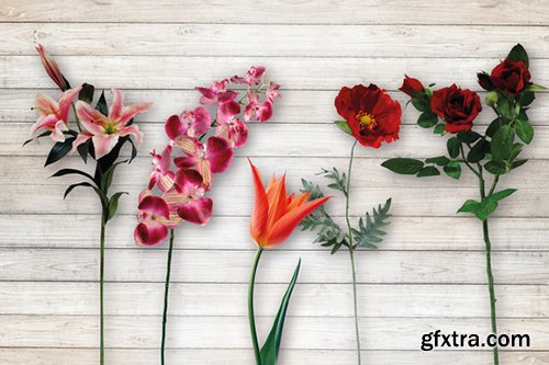 100 Isolated Flower Chalk Kit 100 Isolated Flower Chalk Kit