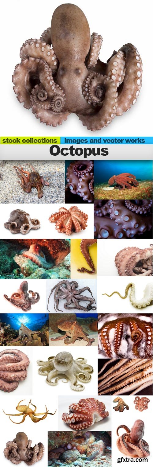 Octopus, 25 x UHQ JPEG Octopus, 25 x UHQ JPEG