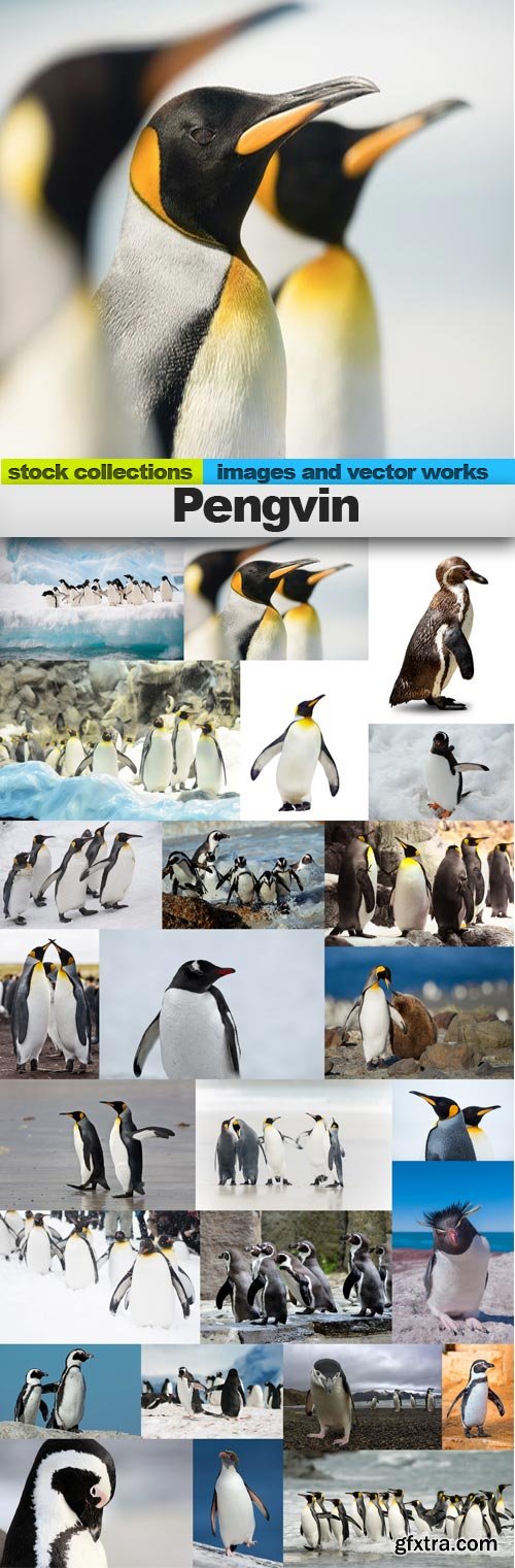 Pengvin, 25 x UHQ JPEG Pengvin, 25 x UHQ JPEG