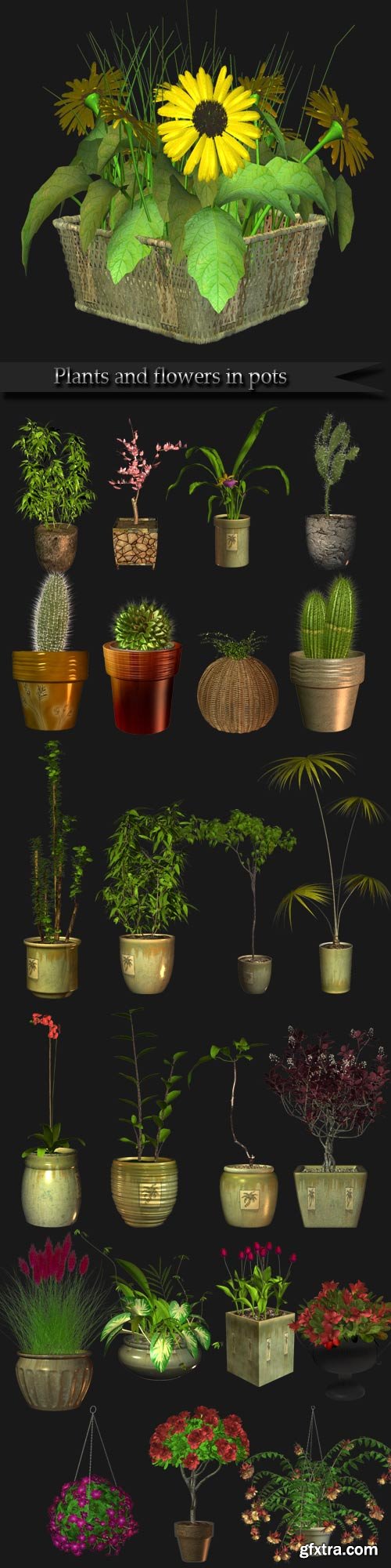 Plants and flowers in pots