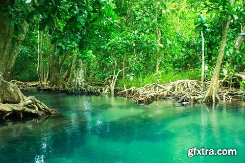 Collection mangrove forest mangrove in the sea and sea bay 25 HQ Jpeg