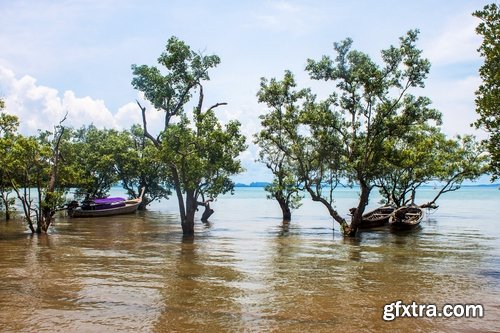 Collection mangrove forest mangrove in the sea and sea bay 25 HQ Jpeg