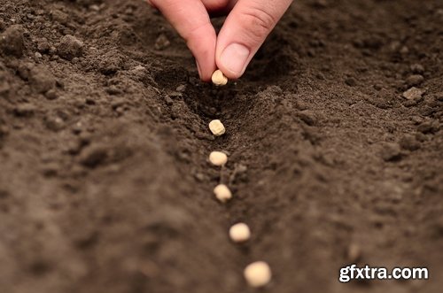 Collection farming seeding plants sprout earth bed 25 HQ Jpeg