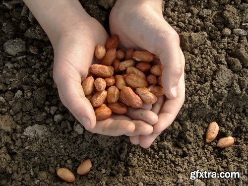 Collection farming seeding plants sprout earth bed 25 HQ Jpeg