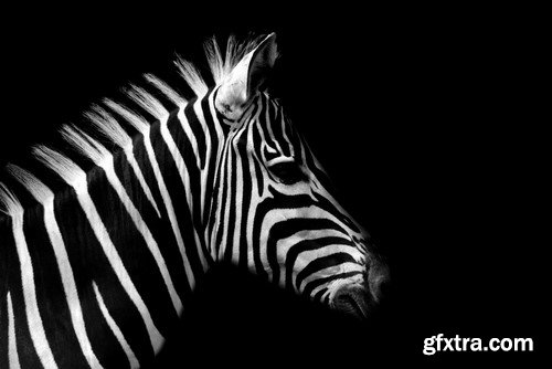 Black and white photos of animals