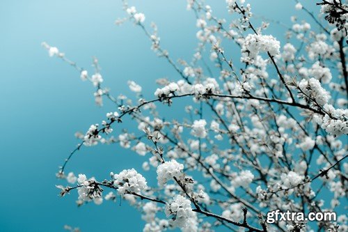 Spring Backgrounds - 5x JPEGs