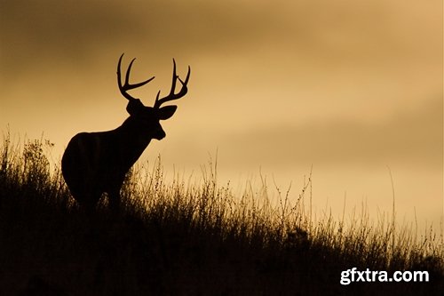 Collection beautiful deer in different landscapes 25 HQ Jpeg
