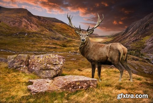 Collection beautiful deer in different landscapes 25 HQ Jpeg