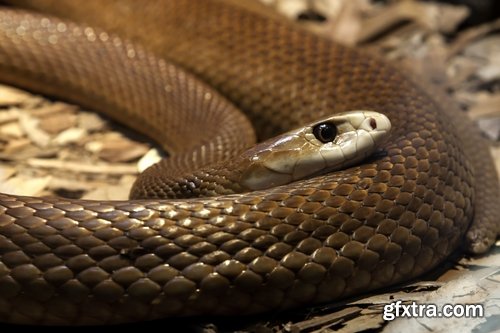 Collection of various beautiful snakes from around the world snake 25 HQ Jpeg