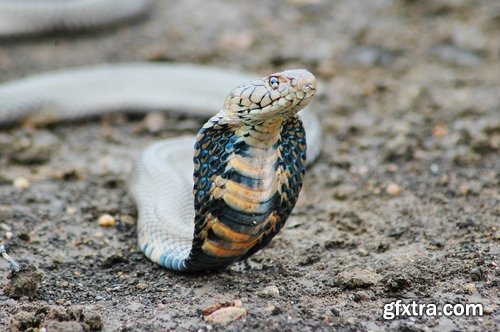 Collection of various beautiful snakes from around the world snake 25 HQ Jpeg